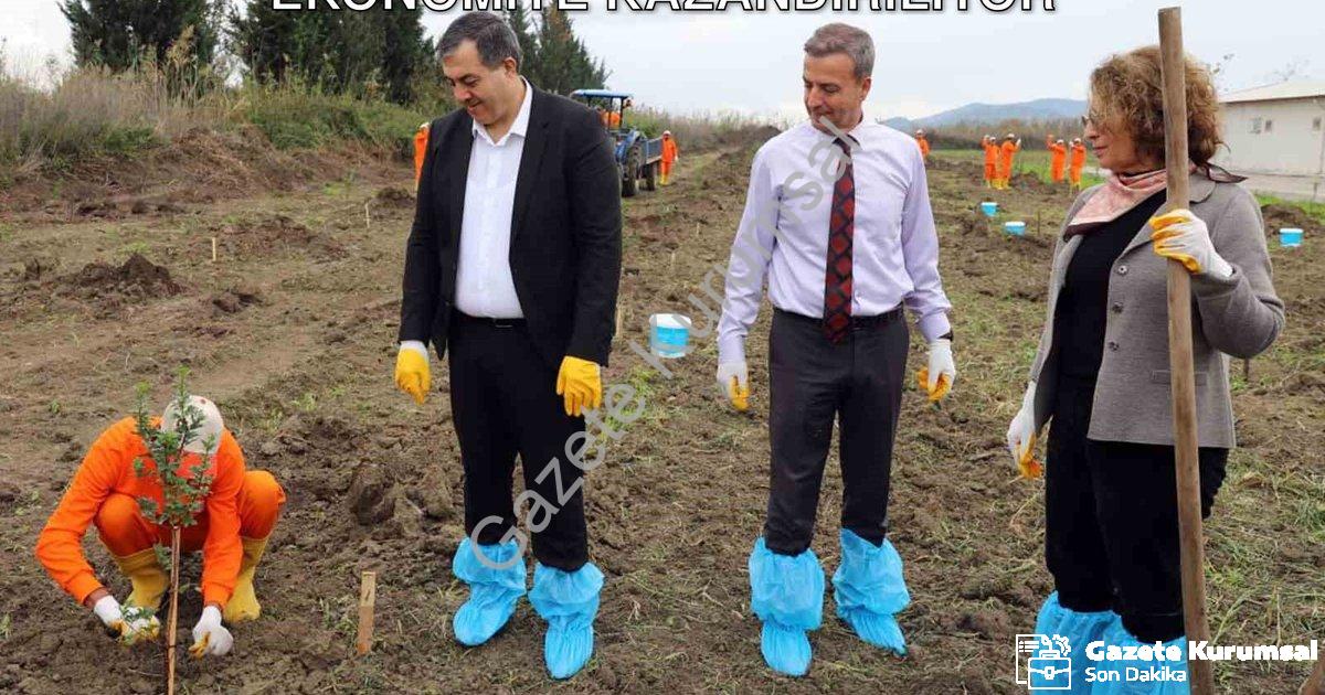 "Dalaman Cezaevi Arazisi Sakız Ağaçlarıyla Ekonomiye Kazandırılıyor" başlıklı haber için fotorealist