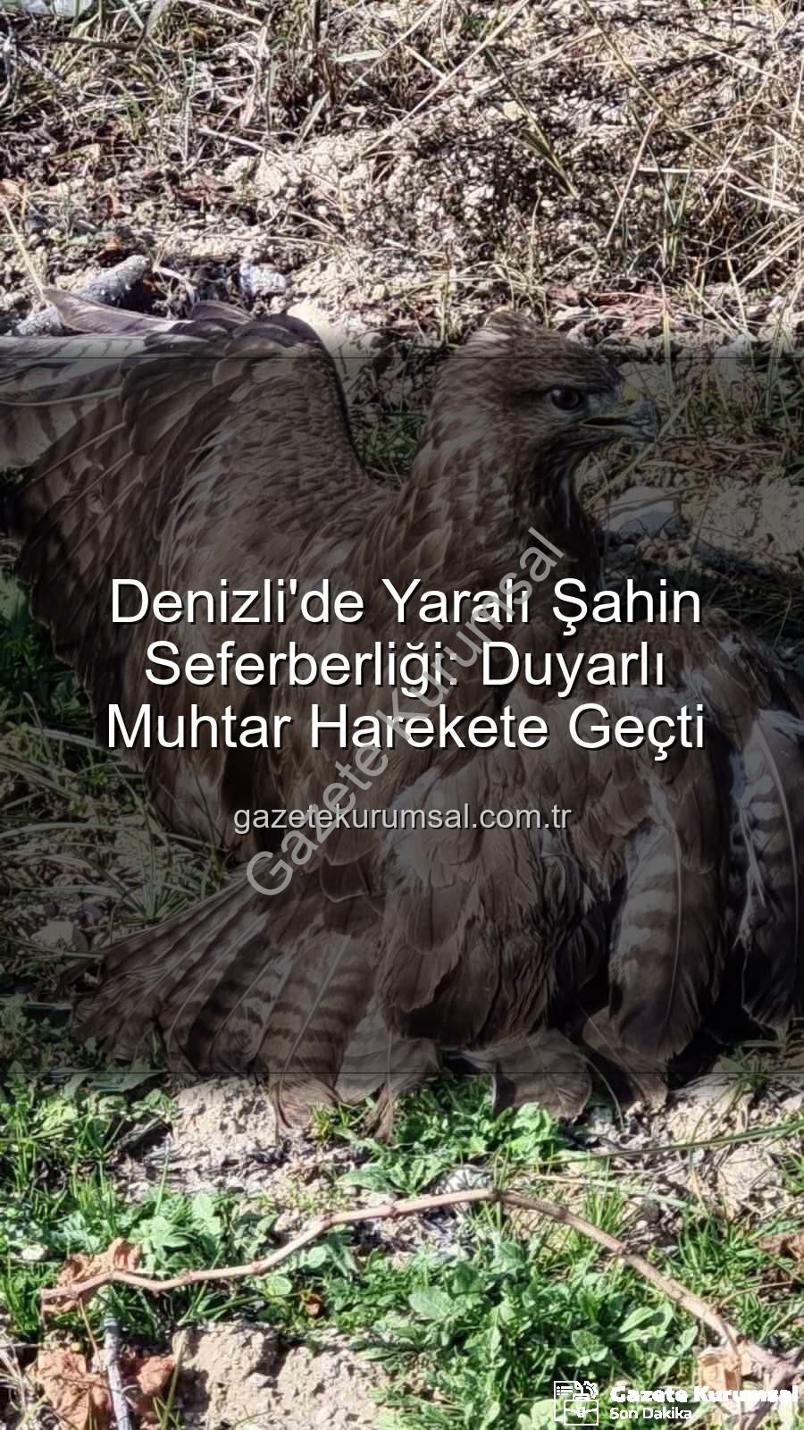 Denizli'de yaralı şahin - Denizli'de Yaralı Şahin Seferberliği: Duyarlı Muhtar Harekete Geçti