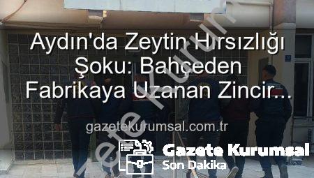 Aydın’da Zeytin Hırsızlığı Şoku: Bahçeden Fabrikaya Uzanan Zincir Kırıldı, 2 Gözaltı!