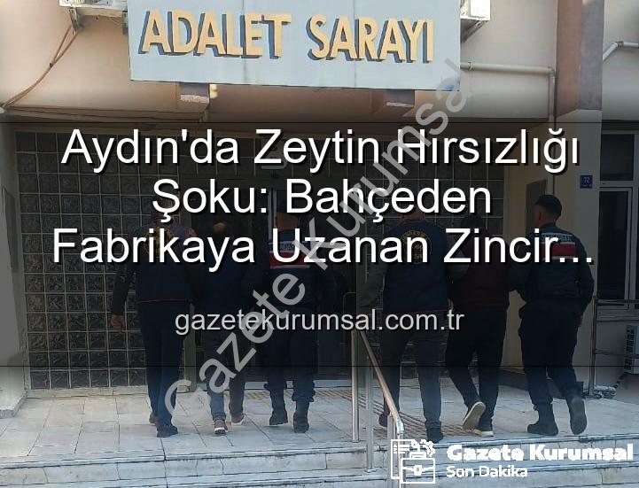 zeytin hırsızlığı - Aydın'da Zeytin Hırsızlığı Şoku: Bahçeden Fabrikaya Uzanan Zincir Kırıldı, 2 Gözaltı!