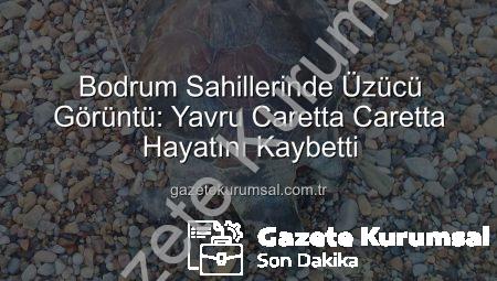 Bodrum Sahillerinde Üzücü Görüntü: Yavru Caretta Caretta Hayatını Kaybetti