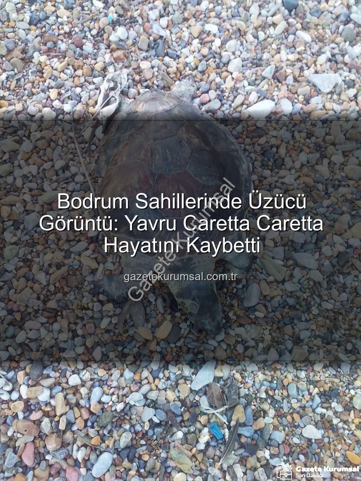 caretta caretta - Bodrum Sahillerinde Üzücü Görüntü: Yavru Caretta Caretta Hayatını Kaybetti