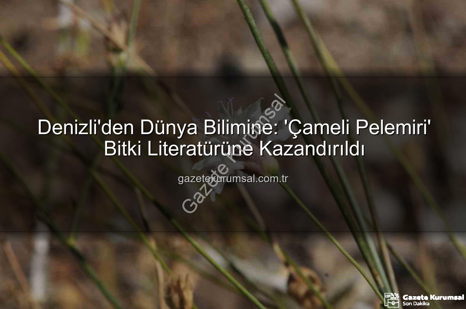 Çameli pelemiri - Denizli'den Dünya Bilimine: 'Çameli Pelemiri' Bitki Literatürüne Kazandırıldı