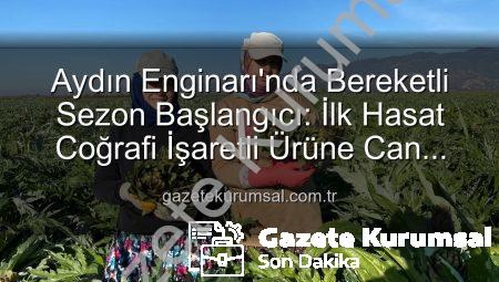 Aydın Enginarı’nda Bereketli Sezon Başlangıcı: İlk Hasat Coğrafi İşaretli Ürüne Can Verdi