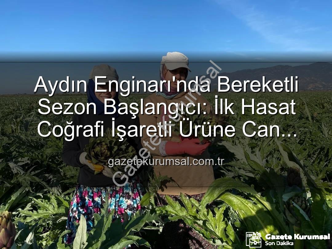 Aydın Enginarı - Aydın Enginarı'nda Bereketli Sezon Başlangıcı: İlk Hasat Coğrafi İşaretli Ürüne Can Verdi