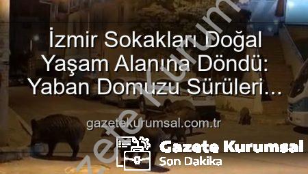 İzmir Sokakları Doğal Yaşam Alanına Döndü: Yaban Domuzu Sürüleri Vatandaşı Tedirgin Ediyor