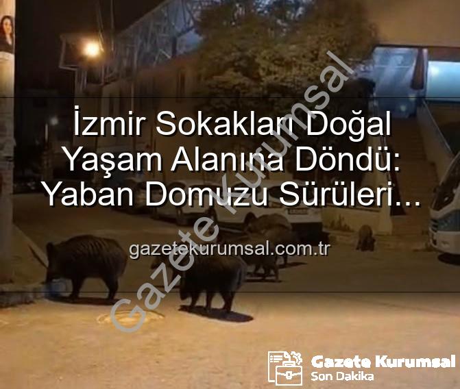yaban domuzu - İzmir Sokakları Doğal Yaşam Alanına Döndü: Yaban Domuzu Sürüleri Vatandaşı Tedirgin Ediyor